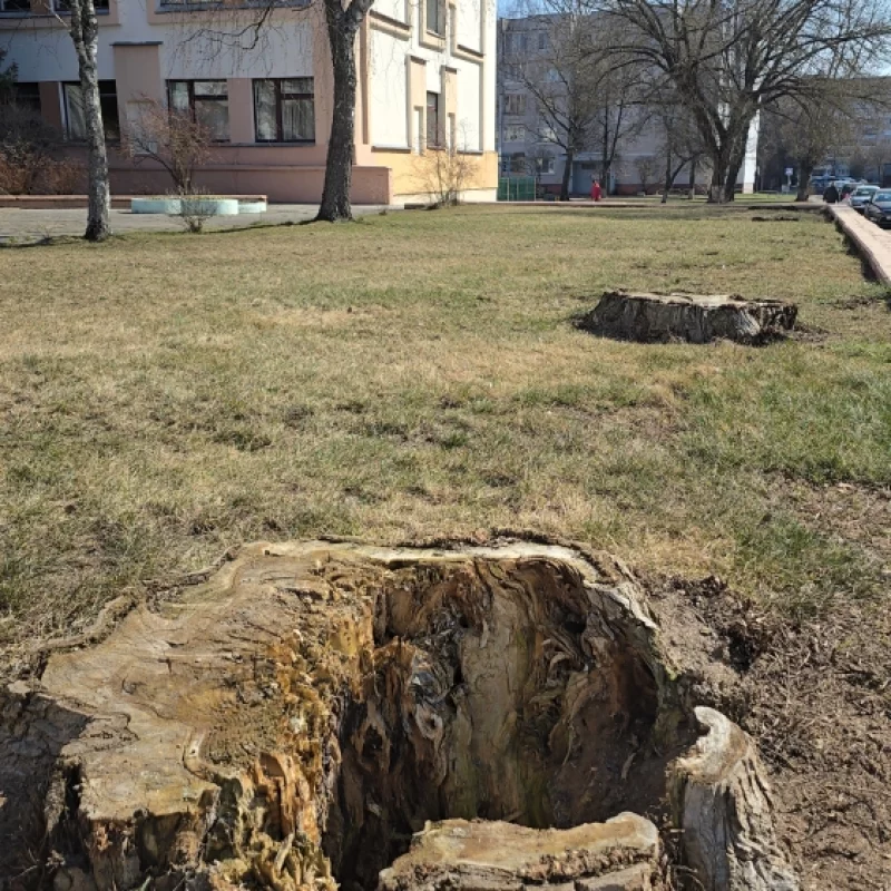 Большие деревья здесь когда-то росли, но почему-то когда их спилили вместо них ничего не посадили, Да и даже пни никак не убрали, в итоге пни смотрятся не очень красиво.