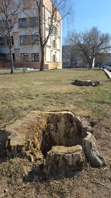Большие деревья здесь когда-то росли, но почему-то когда их спилили вместо них ничего не посадили, Да и даже пни никак не убрали, в итоге пни смотрятся не очень красиво.