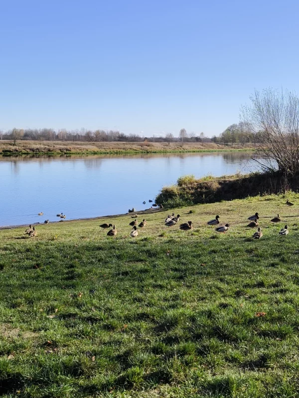 Утиное царство