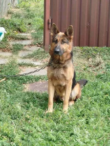 Немецкая авчарка