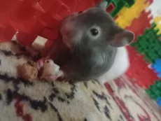 Сирийские хомячки