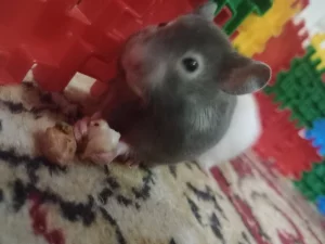 Сирийские хомячки