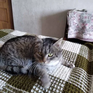 Кошечка ищет заботливую семью