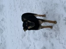 Стерилизованная собака в дар