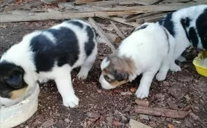 Красивые малыши