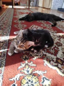 Пушистые хвостики для любящих хозяев