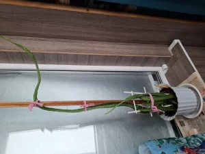 Питохайя