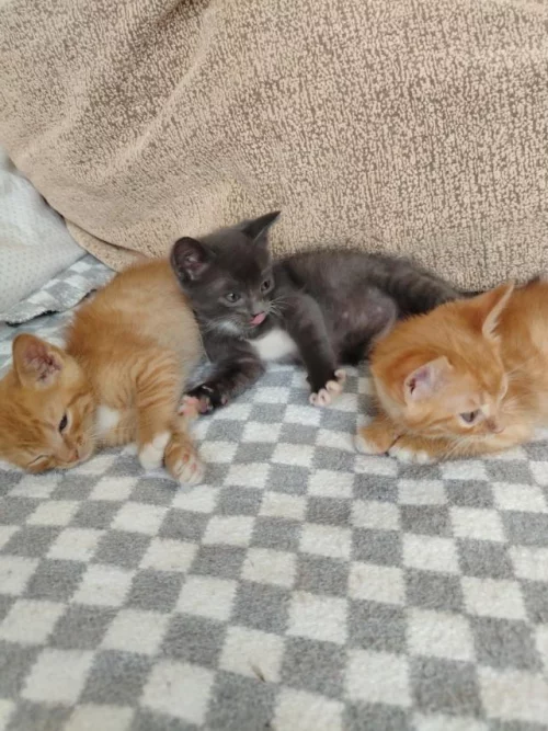 Котята ищут дом