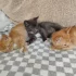Котята ищут дом