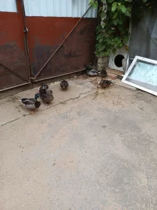 Птицы