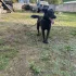 Верный друг ищет семью