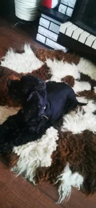 ОТДАМ БЕСПЛАТНО