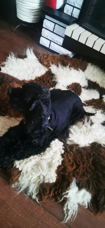 ОТДАМ БЕСПЛАТНО