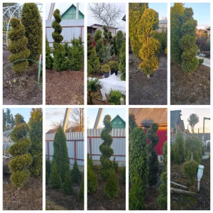 Декоративных растений