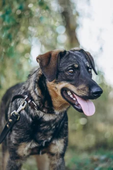 Тео ищет дом