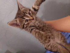 Отдаём Бесплатно котят