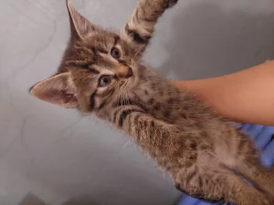 Отдаём Бесплатно котят