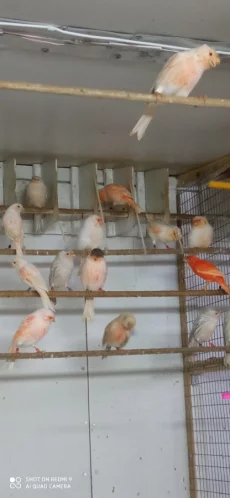 Цветные Канарейки