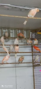 Цветные Канарейки