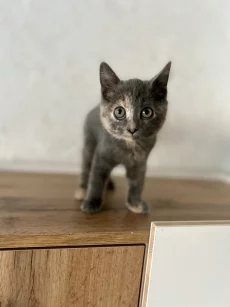 Прелестный котенок ищет дом