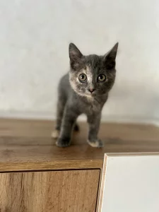 Прелестный котенок ищет дом