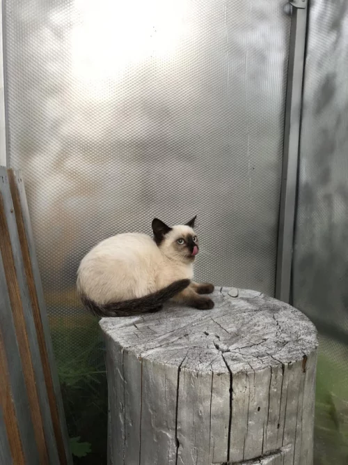 Котята
