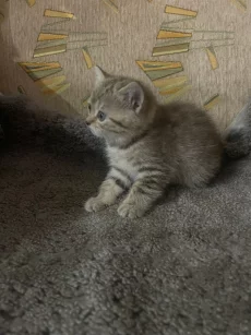 Шотландские котята