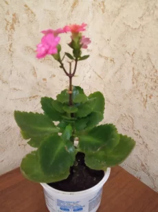 Каланхоэ декоративный