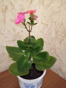 Каланхоэ декоративный