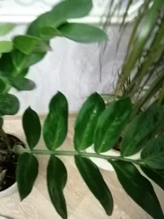 Зомиакулькас 1метр