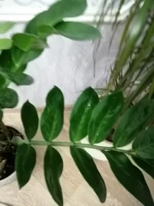 Зомиакулькас 1метр