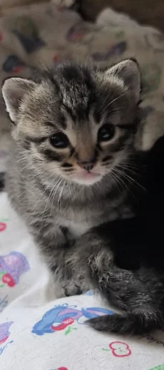 Отдам котят в добрые руки. Бобруйск