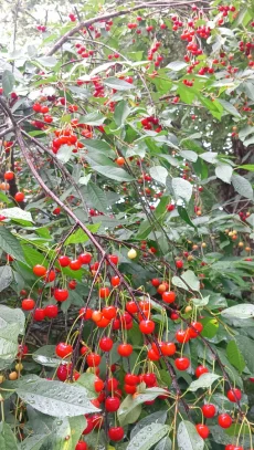 Вишня крупная из деревни 6 р кг