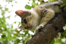 Котята ищут дом