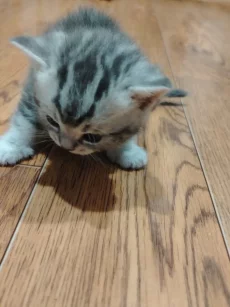 Шотландских котят