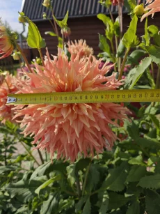 Георгину Пенхилл Уотермелон