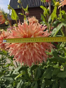 Георгину Пенхилл Уотермелон