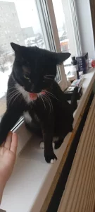 Отдам в хорошие, любящую семью двух кошечек