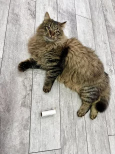 Крупный полупородистый котик ищет дом