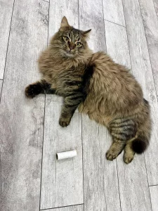 Крупный полупородистый котик ищет дом