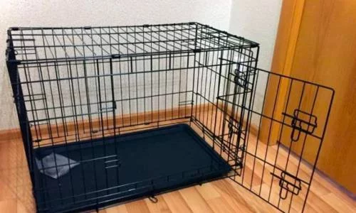 Собак надо правильно воспитывать