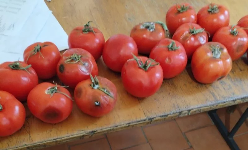 В Бобруйске прокуратура проверила школьное питание - обнаружены просроченные продукты