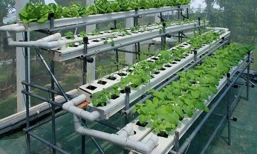 Море здоровой зелени – как вырастить здоровый урожай?
