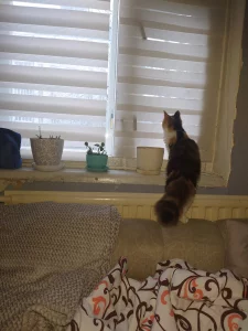 Пропала кошечка