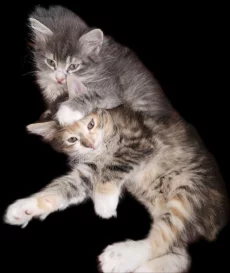 Котята даром