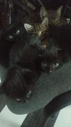 Котики
