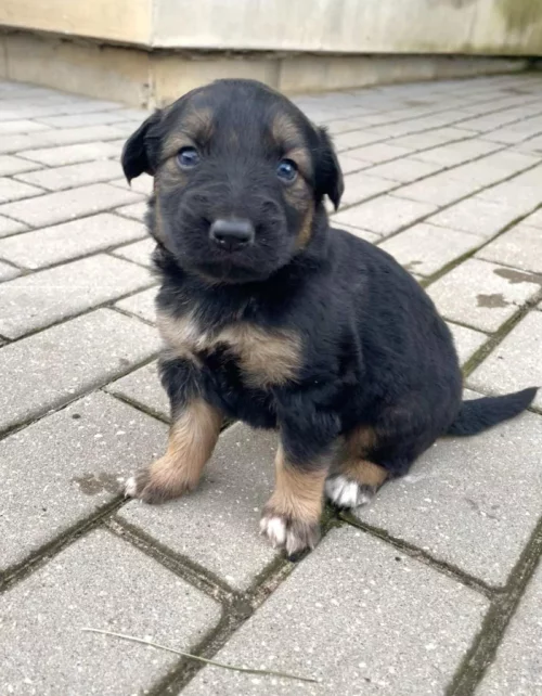 Щенки