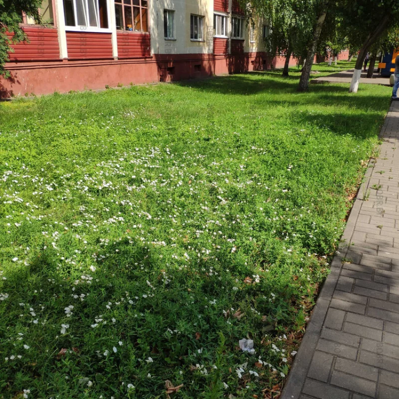 Этот газон в этом году ещё ни разу не стригли, и он зацвел.