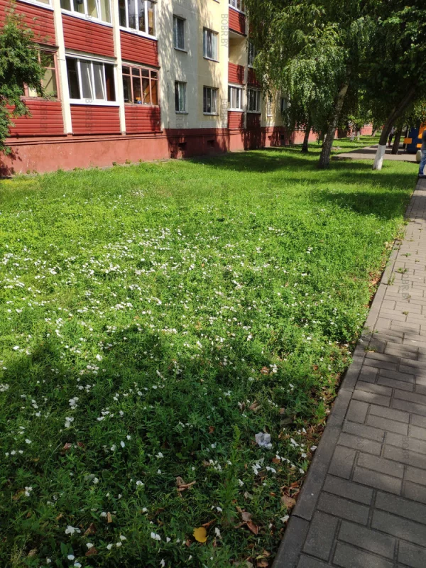 Этот газон в этом году ещё ни разу не стригли, и он зацвел.