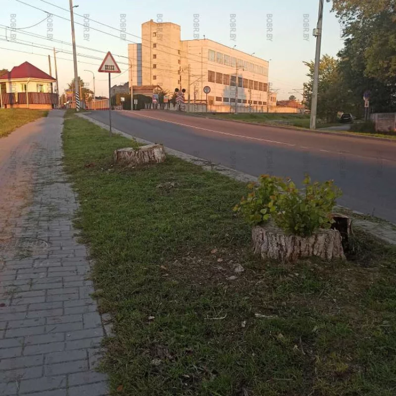 Было два нормальных дерева, которые ничему не мешали, стало - два пня